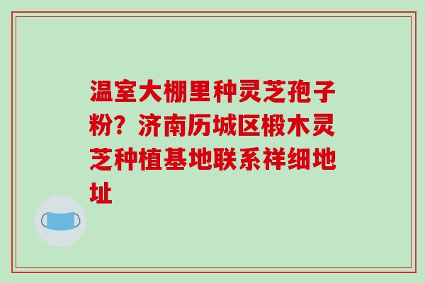 温室大棚里种灵芝孢子粉?济南历城区椴木灵芝种植基地联系祥细地址