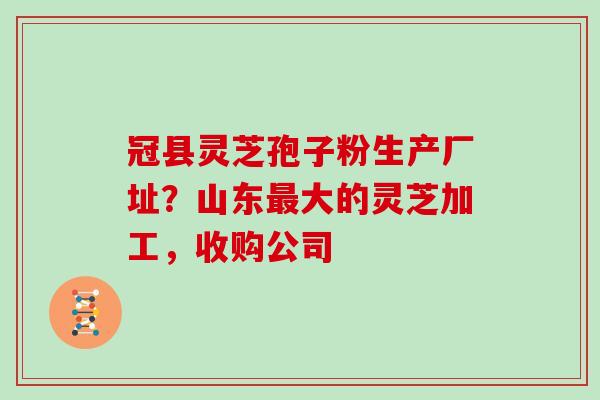 冠县灵芝孢子粉生产厂址？山东最大的灵芝加工，收购公司