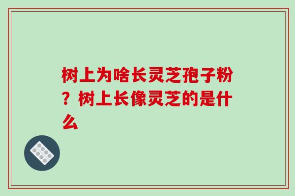 树上为啥长灵芝孢子粉?树上长像灵芝的是什么