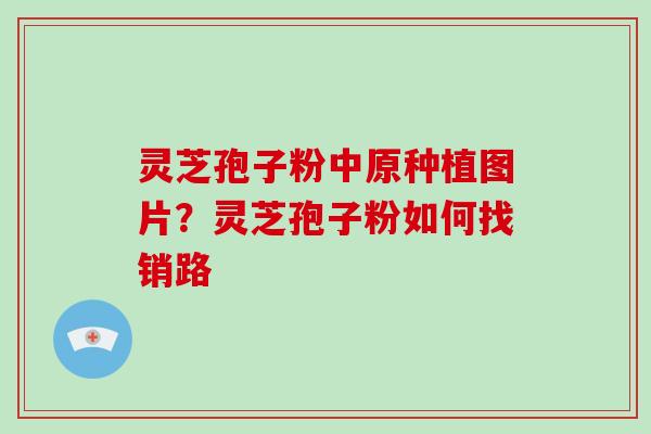 灵芝孢子粉中原种植图片?灵芝孢子粉如何找销路