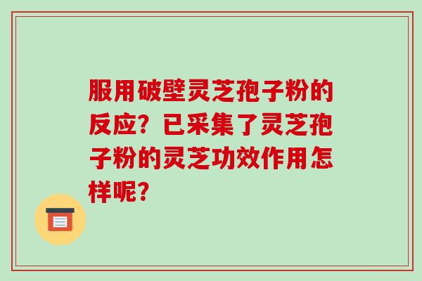 服用破壁灵芝孢子粉的反应?已采集了灵芝孢子粉的灵芝功效作用怎样呢?