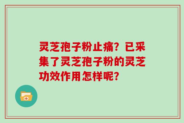 灵芝孢子粉止痛？已采集了灵芝孢子粉的灵芝功效作用怎样呢？