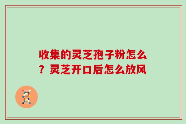 收集的灵芝孢子粉怎么?灵芝开口后怎么放风