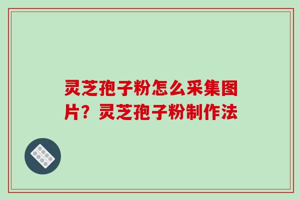 灵芝孢子粉怎么采集图片?灵芝孢子粉制作法