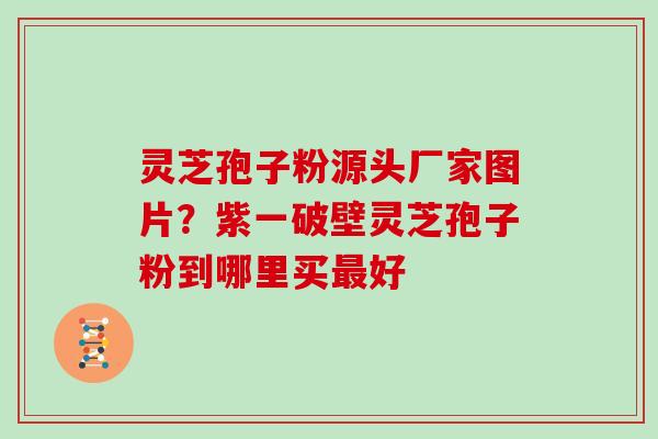 灵芝孢子粉源头厂家图片?紫一破壁灵芝孢子粉到哪里买最好