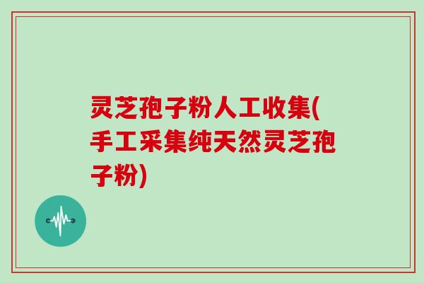 灵芝孢子粉人工收集(手工采集纯天然灵芝孢子粉)