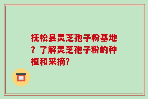 抚松县灵芝孢子粉基地?了解灵芝孢子粉的种植和采摘?