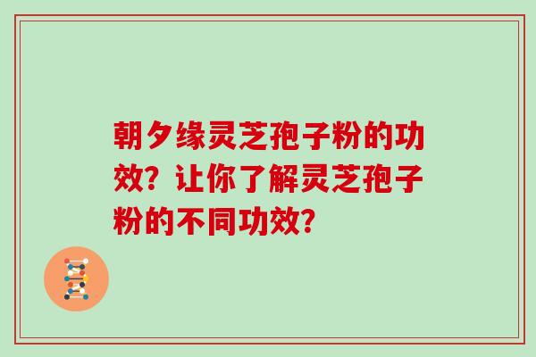 朝夕缘灵芝孢子粉的功效？让你了解灵芝孢子粉的不同功效？