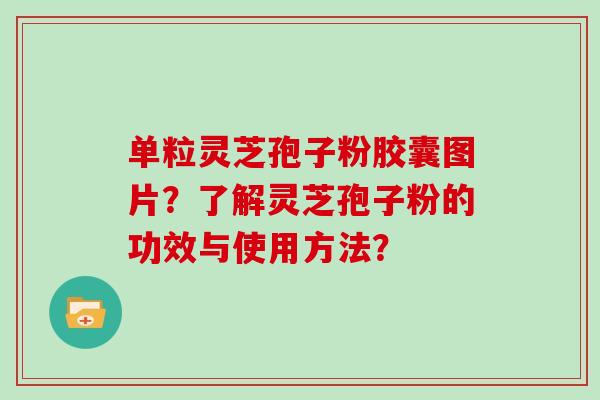 单粒灵芝孢子粉胶囊图片?了解灵芝孢子粉的功效与使用方法?