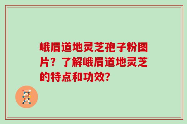 峨眉道地灵芝孢子粉图片?了解峨眉道地灵芝的特点和功效?