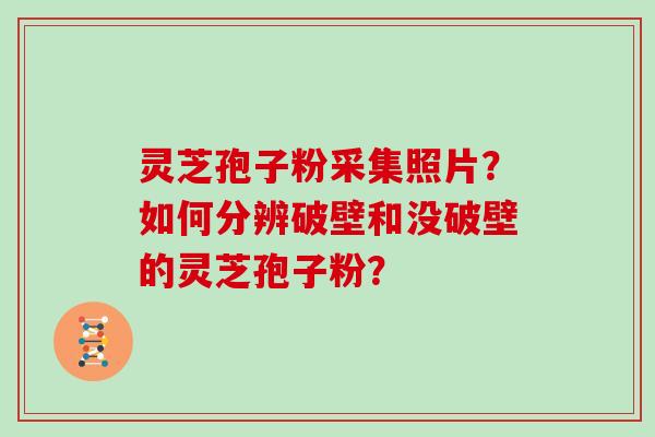 灵芝孢子粉采集照片？如何分辨破壁和没破壁的灵芝孢子粉？