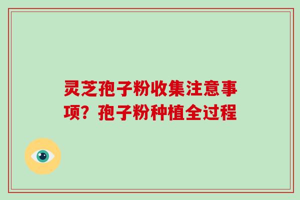 灵芝孢子粉收集注意事项？孢子粉种植全过程