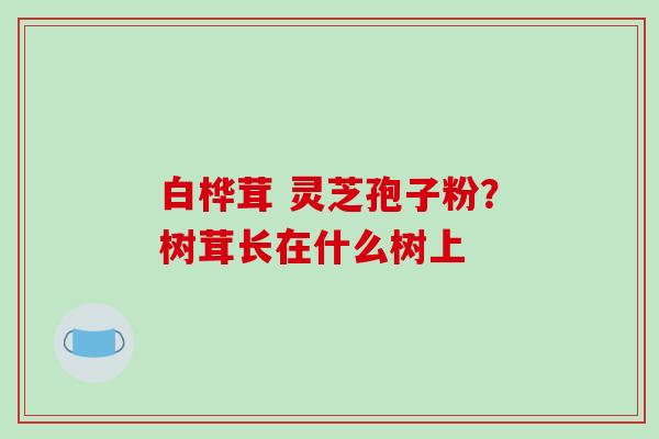 白桦茸 灵芝孢子粉?树茸长在什么树上