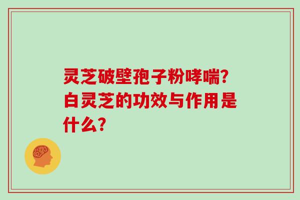 灵芝破壁孢子粉哮喘?白灵芝的功效与作用是什么?