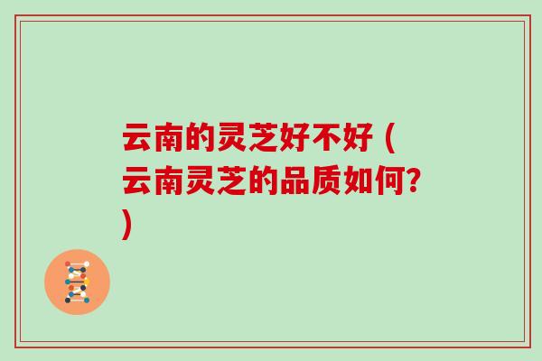 云南的灵芝好不好 (云南灵芝的品质如何?)