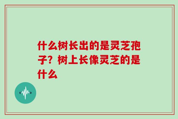 什么树长出的是灵芝孢子？树上长像灵芝的是什么