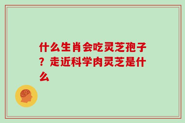 什么生肖会吃灵芝孢子？走近科学肉灵芝是什么