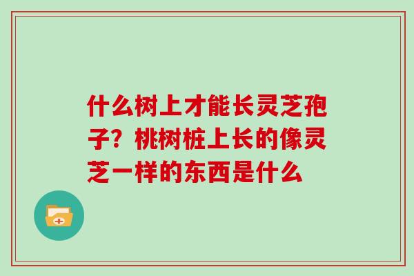 什么树上才能长灵芝孢子?桃树桩上长的像灵芝一样的东西是什么