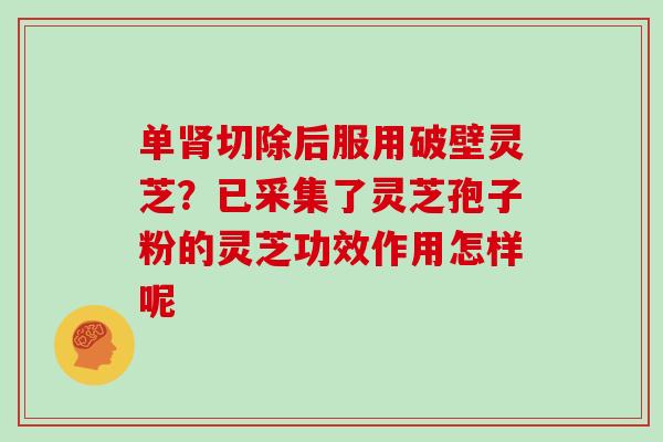 单肾切除后服用破壁灵芝？已采集了灵芝孢子粉的灵芝功效作用怎样呢