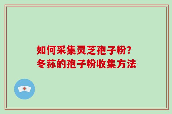如何采集灵芝孢子粉?冬荪的孢子粉收集方法