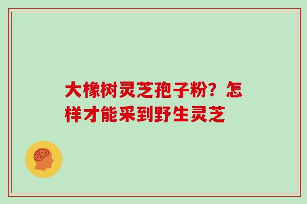 大橡树灵芝孢子粉?怎样才能采到野生灵芝
