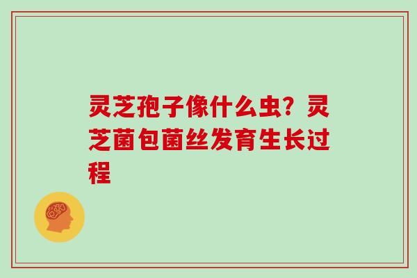 灵芝孢子像什么虫?灵芝菌包菌丝发育生长过程