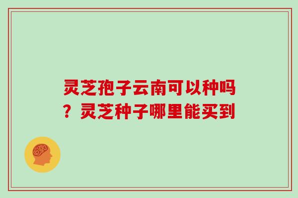灵芝孢子云南可以种吗?灵芝种子哪里能买到