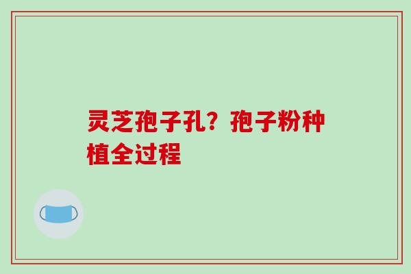 灵芝孢子孔?孢子粉种植全过程