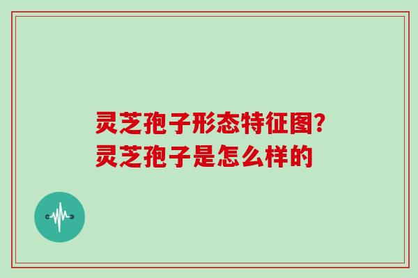 灵芝孢子形态特征图?灵芝孢子是怎么样的