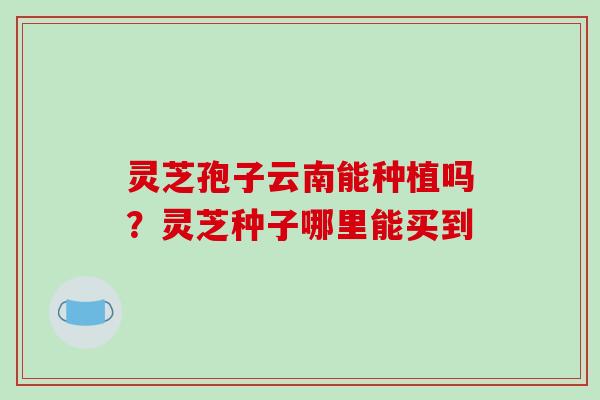 灵芝孢子云南能种植吗?灵芝种子哪里能买到