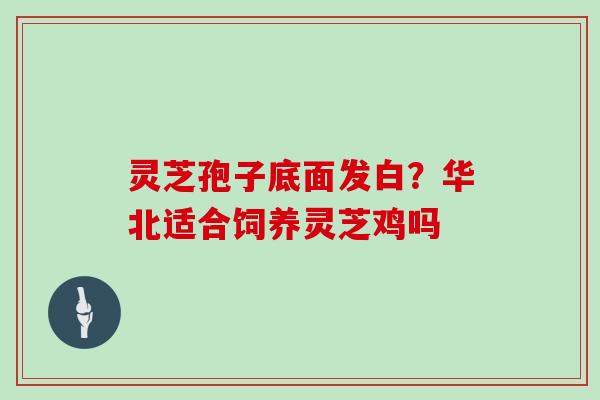 灵芝孢子底面发白？华北适合饲养灵芝鸡吗