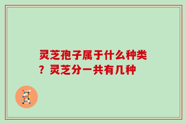 灵芝孢子属于什么种类?灵芝分一共有几种