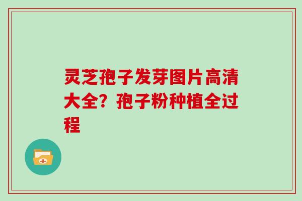 灵芝孢子发芽图片高清大全?孢子粉种植全过程