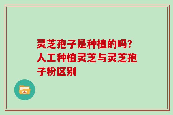 灵芝孢子是种植的吗?人工种植灵芝与灵芝孢子粉区别