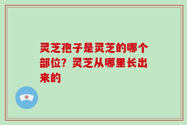 灵芝孢子是灵芝的哪个部位?灵芝从哪里长出来的