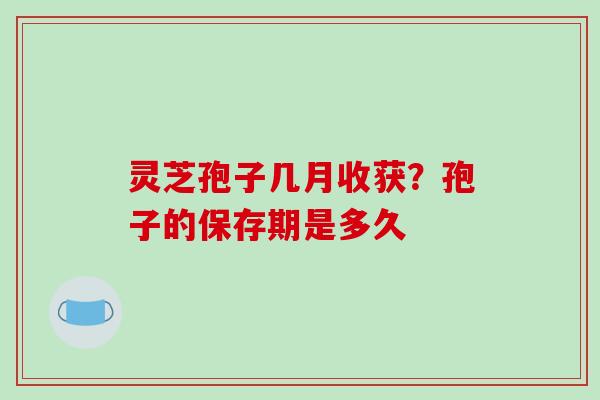 灵芝孢子几月收获？孢子的保存期是多久