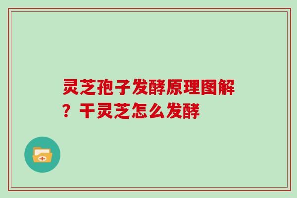 灵芝孢子发酵原理图解?干灵芝怎么发酵