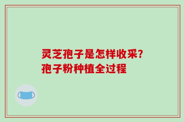 灵芝孢子是怎样收采？孢子粉种植全过程