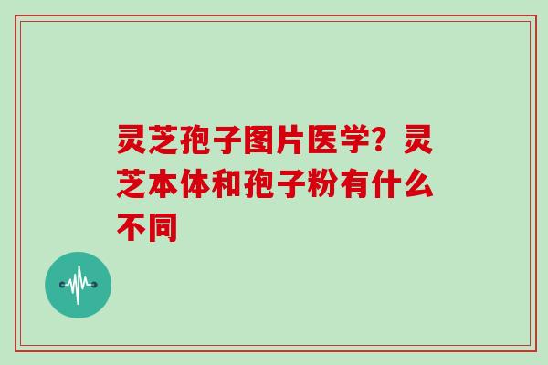灵芝孢子图片医学?灵芝本体和孢子粉有什么不同