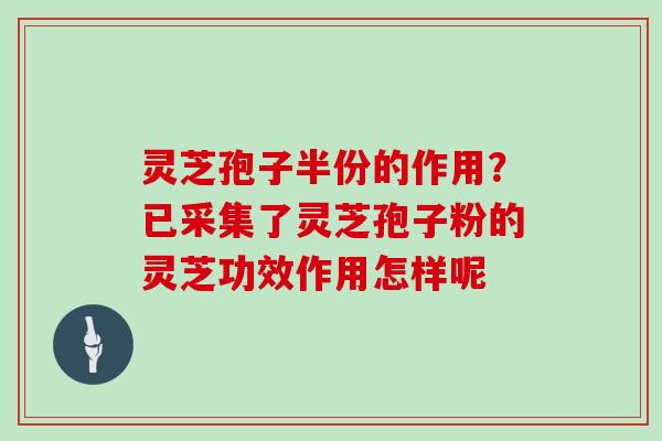 灵芝孢子半份的作用？已采集了灵芝孢子粉的灵芝功效作用怎样呢