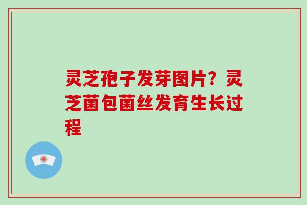灵芝孢子发芽图片?灵芝菌包菌丝发育生长过程