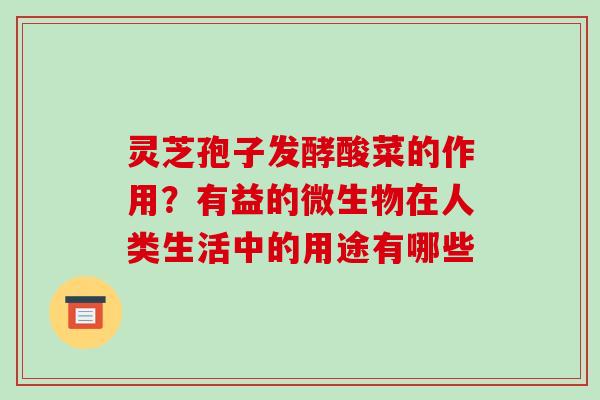 灵芝孢子发酵酸菜的作用?有益的微生物在人类生活中的用途有哪些