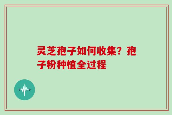 灵芝孢子如何收集?孢子粉种植全过程