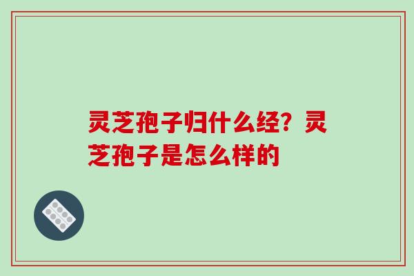 灵芝孢子归什么经?灵芝孢子是怎么样的