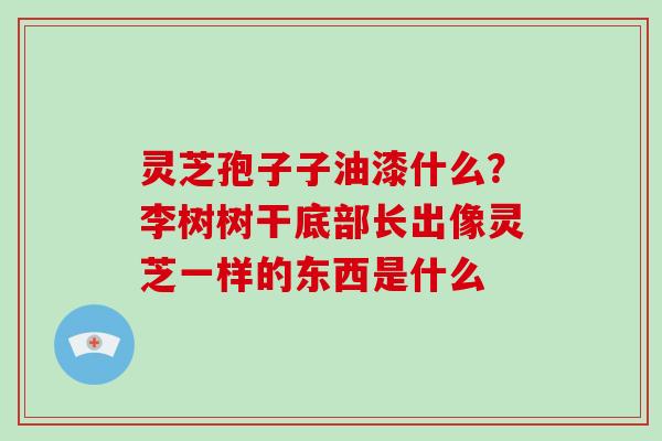 灵芝孢子子油漆什么?李树树干底部长出像灵芝一样的东西是什么