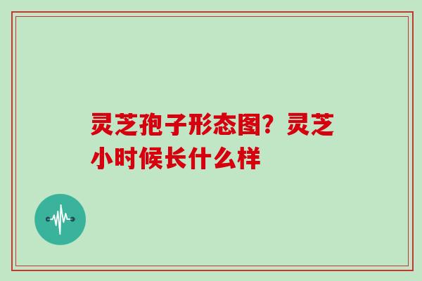 灵芝孢子形态图？灵芝小时候长什么样