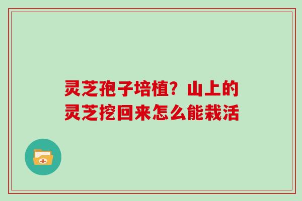 灵芝孢子培植？山上的灵芝挖回来怎么能栽活
