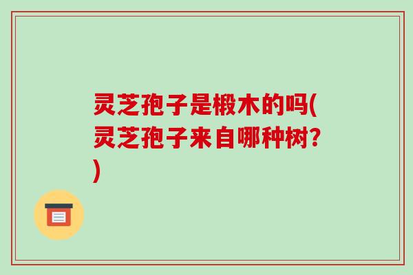 灵芝孢子是椴木的吗(灵芝孢子来自哪种树?)