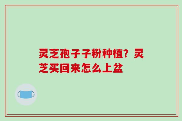 灵芝孢子子粉种植？灵芝买回来怎么上盆