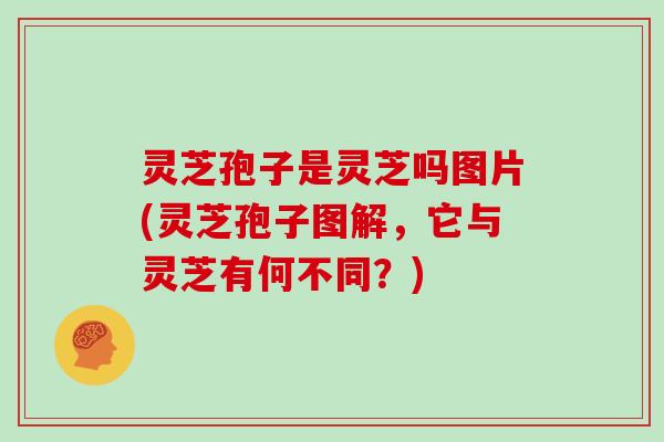 灵芝孢子是灵芝吗图片(灵芝孢子图解,它与灵芝有何不同?)